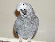 Talking and home raised African Grey parrot  for  rehoming