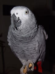 Congo african grey parrot with talking attitude already well trained