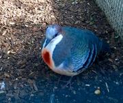 Bleeding heart dove 