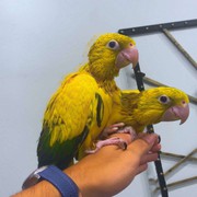 Beautiful Bonded Pair of Queen of Bavaria Conures available