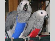 Extra Sweet African Grey Parrots for new homes 