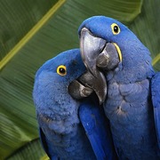 Macaws+for+sale+in+australia