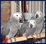 Tamed  And Weaned Congo Grey Parrots Searching A Forever Home 