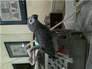 Tamed And Weaned Congo Grey Parrots