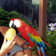 best  Scarlet Macaws available for sale