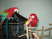  Loving pair of Green wing macaw parrots for sale.