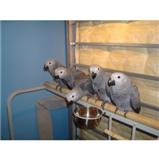 HAND REARED BABY GREYS - READY NOW