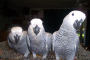 well trained african grey parrots for adoption now ready to go